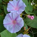 Picasa 2.7